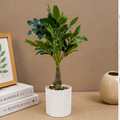 Artificial Ficus Plant in White Pot (YM2250)